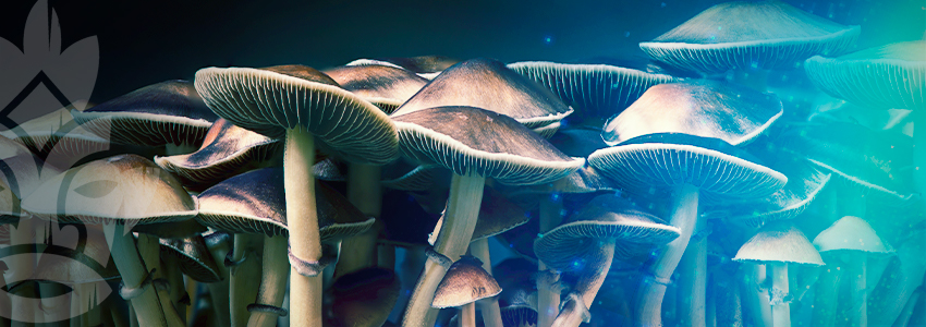 Psilocybe Azurescens